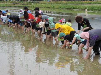 01　07　田植え01.JPG