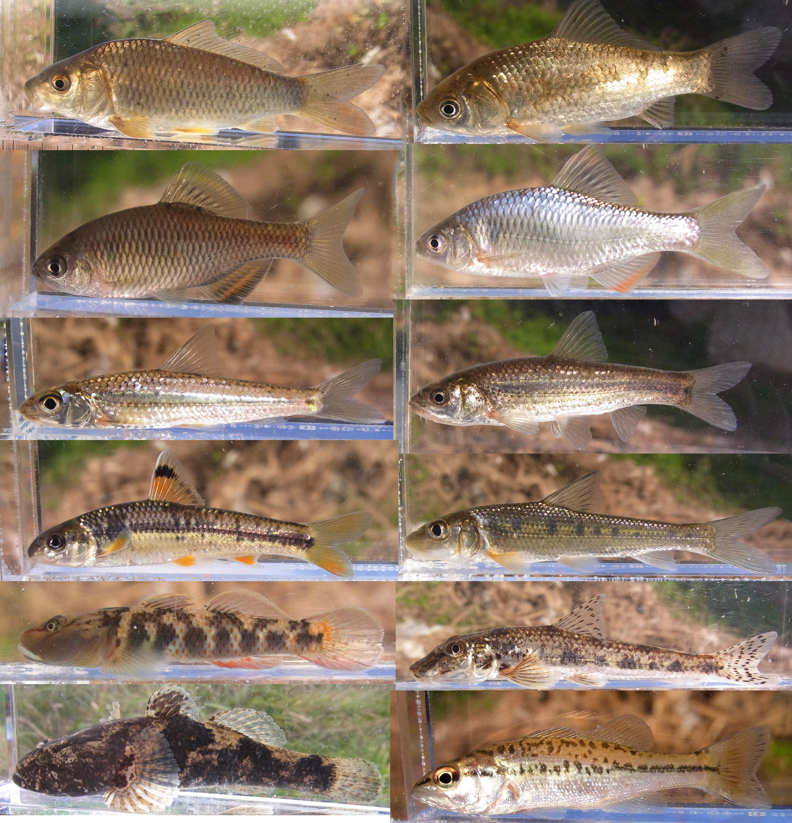 活動レポート 17種の淡水魚を確認 広島県福山市 芦田川支流 こどもエコクラブ
