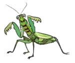 kamakiri.png