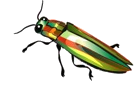 tamamusi.png