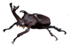 kabutomusi.png