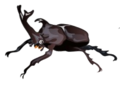 kabutomusi.png