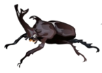 kabutomusi.png