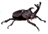 kabutomusi2.png