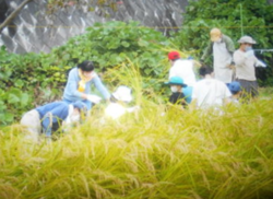 稲作.pngのサムネイル画像のサムネイル画像のサムネイル画像