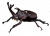 kabutomusi.png