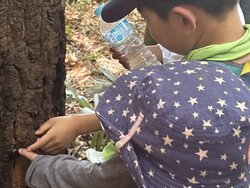 totorochikurin062216.jpg