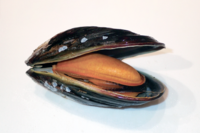 スクリーンショット 2025-12-04 140644.png