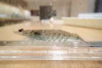 スクリーンショット 2026-01-29 111247.png