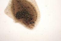 スクリーンショット 2026-03-10 172624.png