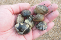 スクリーンショット 2026-03-18 153525.png