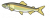 ayu.png
