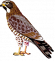 sasiba.png