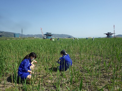 ヨシ原のつる草除去作業に参加①