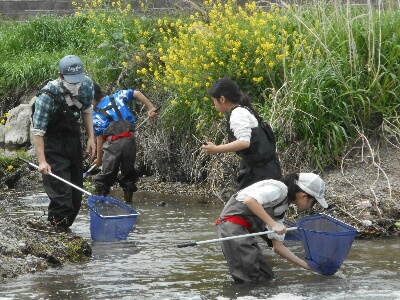 明石川下流調査