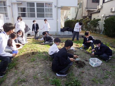 サトイモを植えました