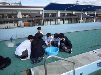 プールの水質生物調査①