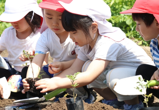 夏野菜植え付け