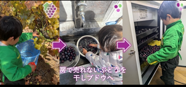 干しブドウ作り