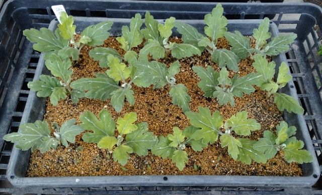 大輪菊の挿し芽苗を小鉢に定植しました！