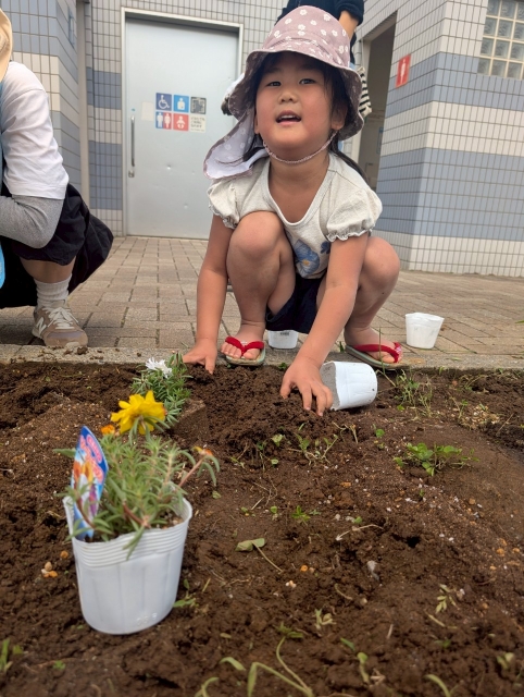 松葉牡丹とコキアを植えよう！