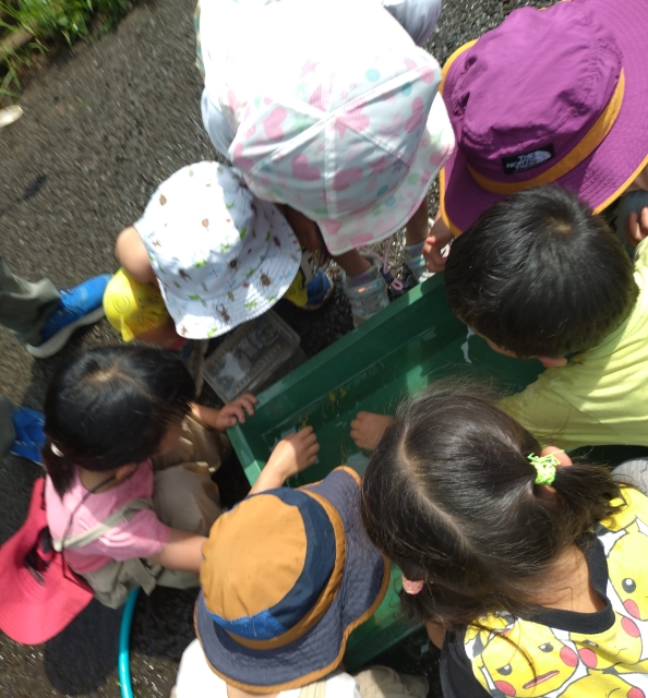 畑に集まる生き物の観察