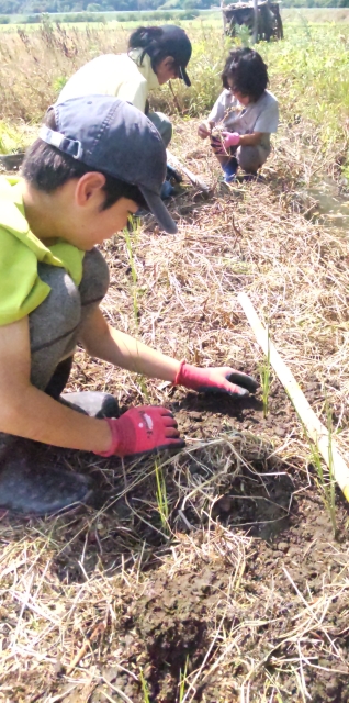 田植え