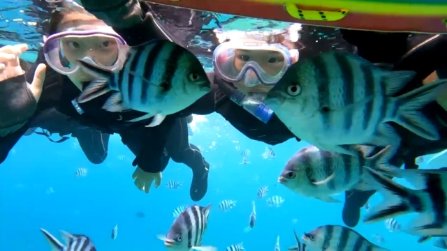 スノーケリングで沖縄の海の生物調査
