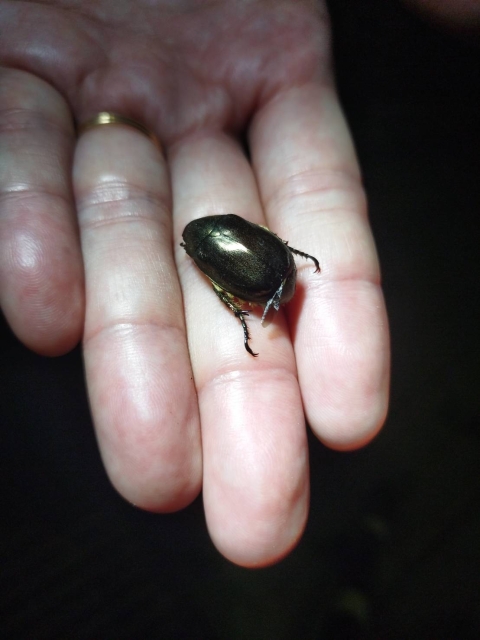 夜の山の生物観察
