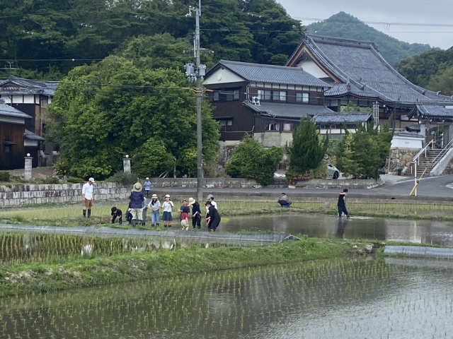 田植え