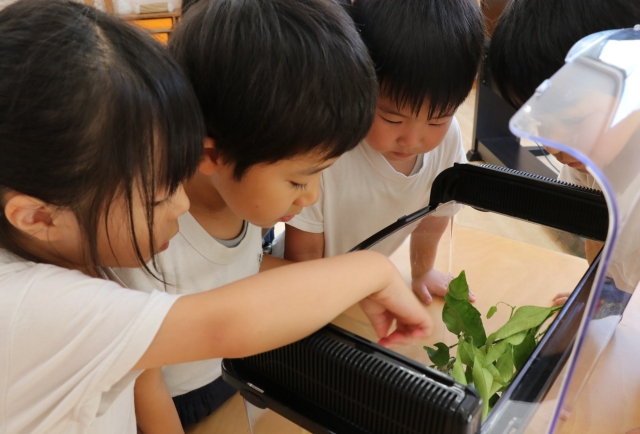 ナミアゲハ幼虫採集と観察（その２前蛹になった）