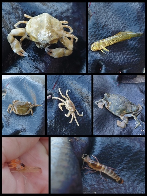 潮だまりで生き物調査