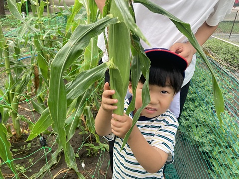 トウモロコシの収穫と食育