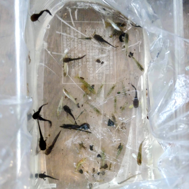 ナマズの稚魚がたくさん！？今年はお米も豊作！？