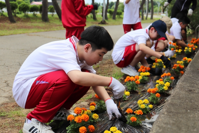 学校花壇に花を植えよう