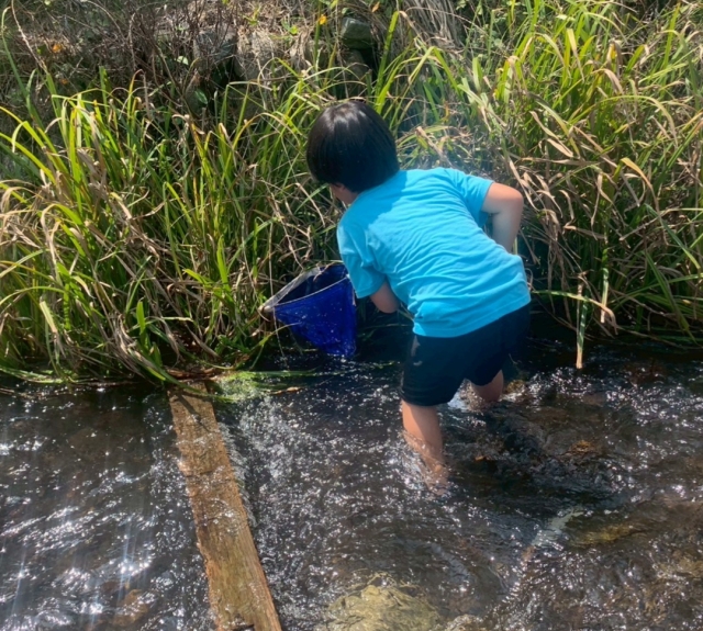 川の生き物調べ