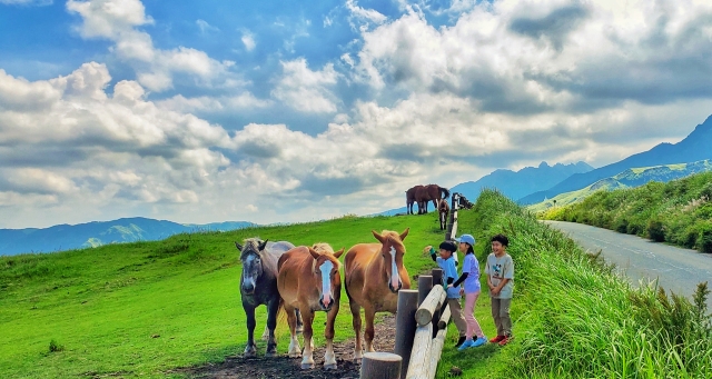 高原の牛馬とふれあいました