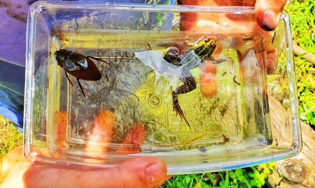 九重ふるさと自然学校で生き物探し