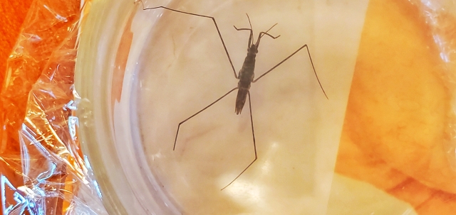 アメンボの観察実験