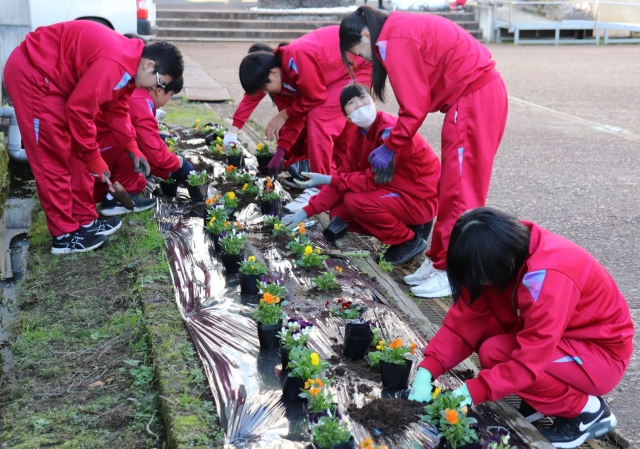 学校花壇へ花の苗植え