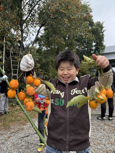 鳥獣害対策の為の柿採取作業のお手伝い