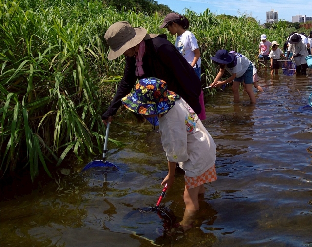 柳瀬川に入ろう