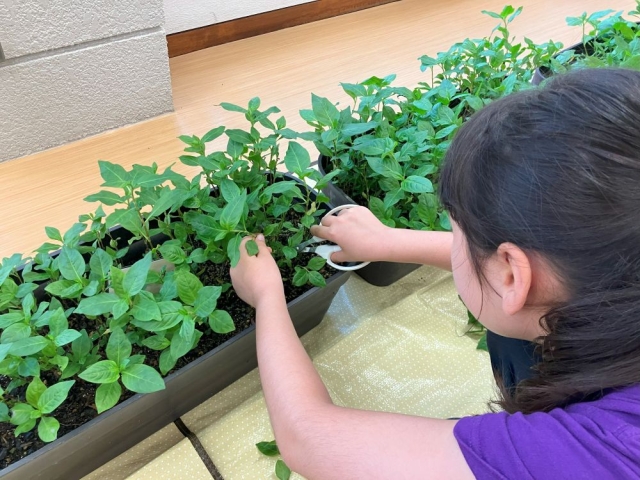 藍の葉っぱでたたき染めをしました。