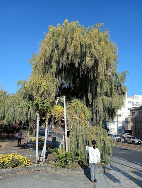 シダレヤナギの視察