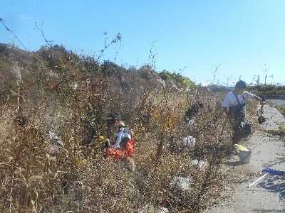 キクイモ掘りと明石川中流調査