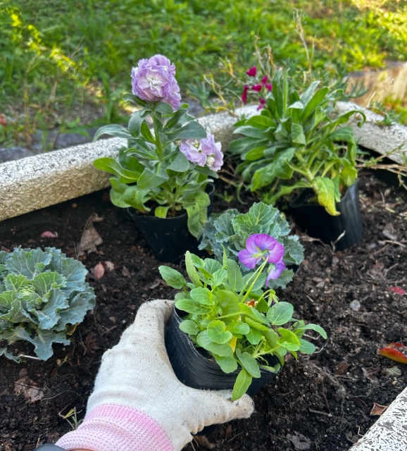 花壇の整備、お花の苗植え、清掃活動