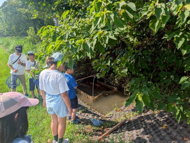水辺の生き物観察会