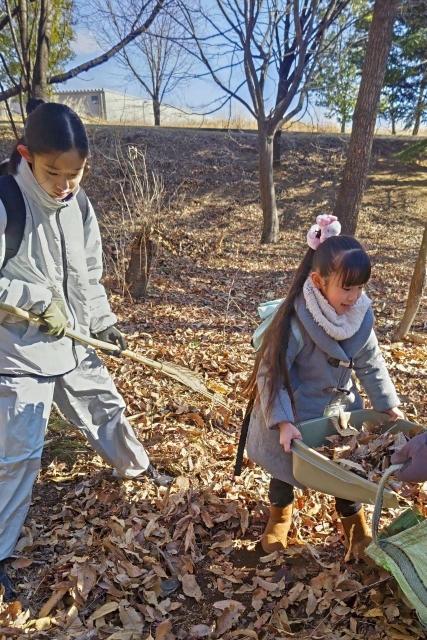キンラン生息地の落ち葉掻き