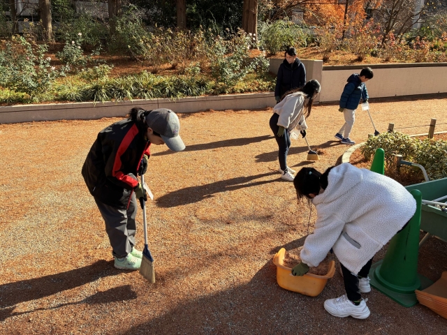 メタセコイヤの落ち葉そうじ