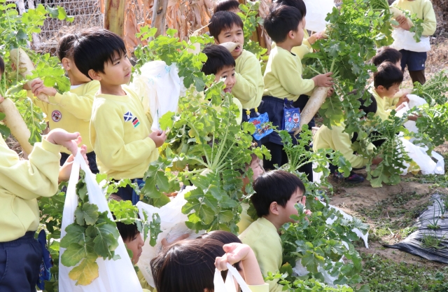 ダイコンの収穫